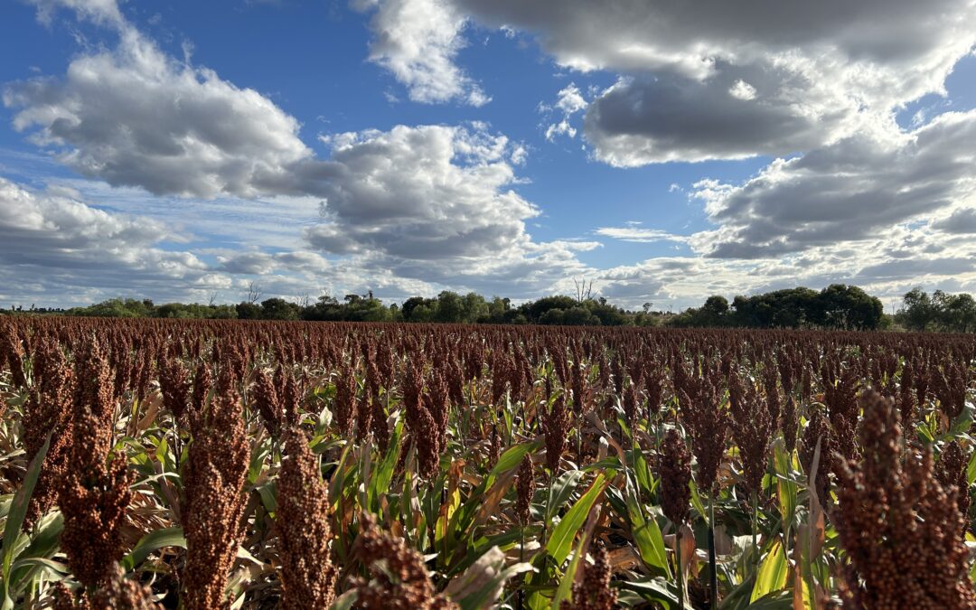 Chatbot Charlie – good for growers, good for GrainCorp